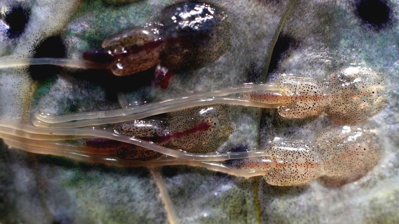 Read more about the article Explosion in salmon lice