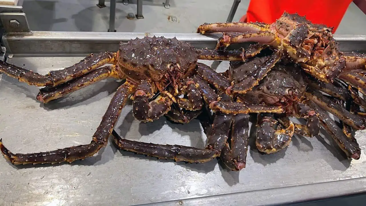 Read more about the article Cut to king crab quota recommended