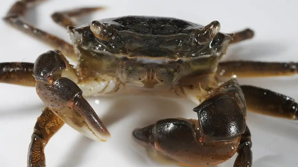 Read more about the article Invasive crabs reach Norwegian waters