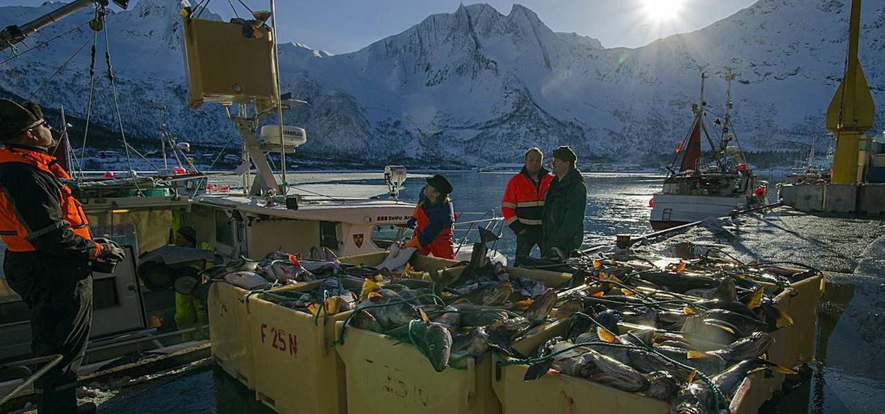 Read more about the article Will Lofoten cod become Murmansk cod?