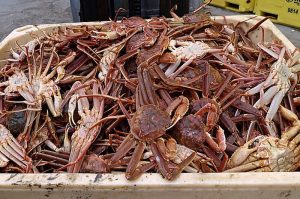 Norway’s Institute of Marine Research has advised a 3500-5000 tonne 2019 snow crab quota. Image: Havforskningsinstituttet - @ Fiskerforum