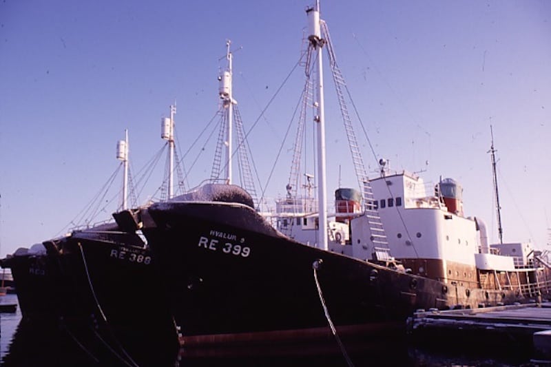 Read more about the article Iceland licences five more years of commercial whaling
