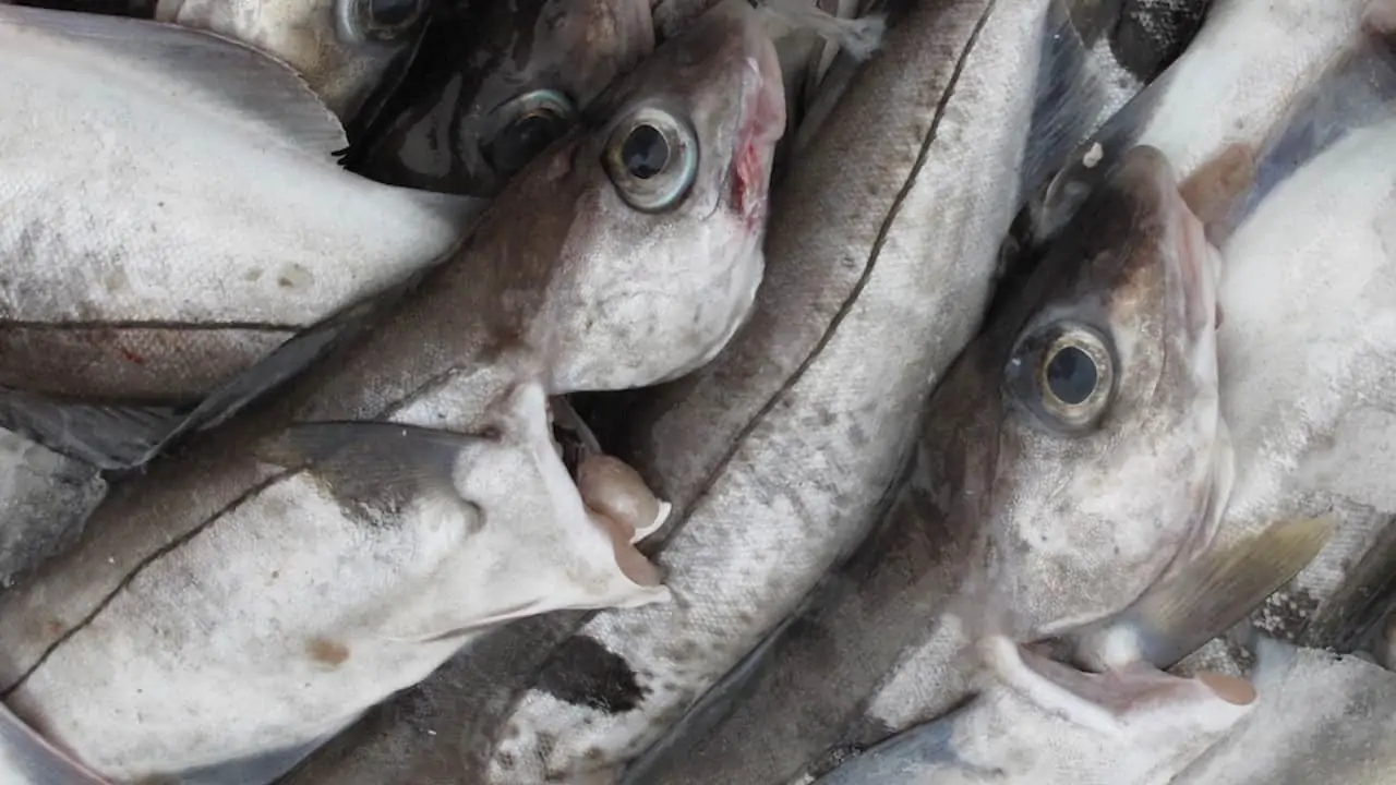 Read more about the article Minister boosts haddock quota