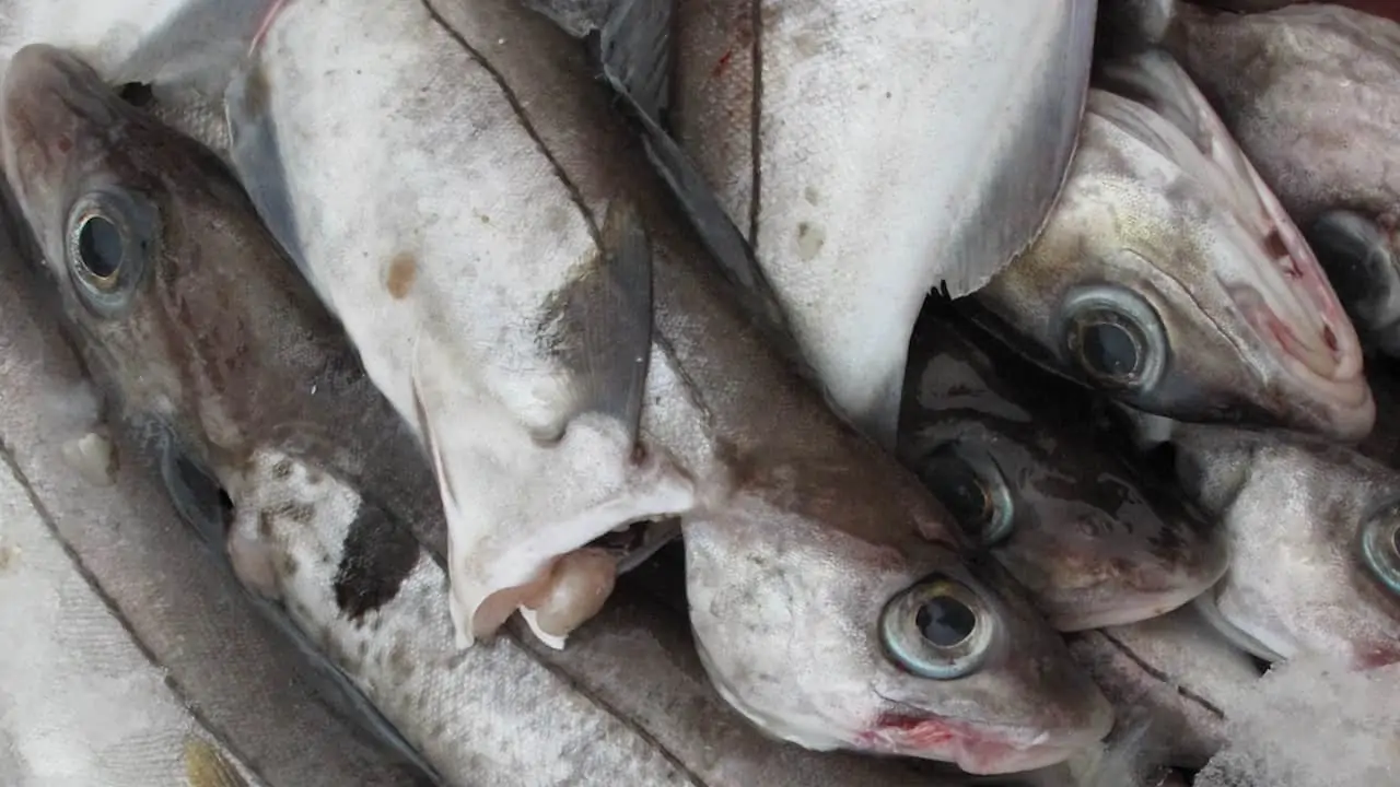 Read more about the article MSC clarifies Norway’s cod and haddock status