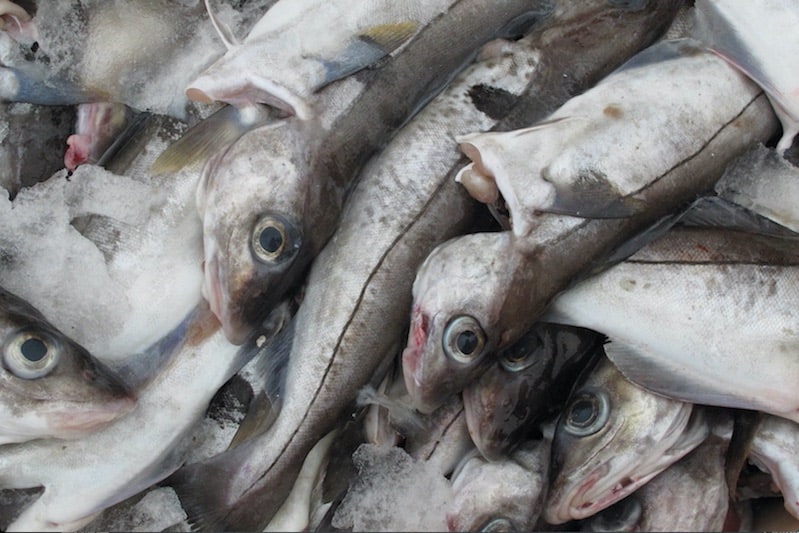 Read more about the article What happened to the haddock?