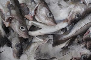 Advice is for increases in haddock