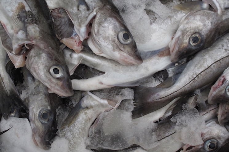 Read more about the article Positive outlook for North Sea groundfish