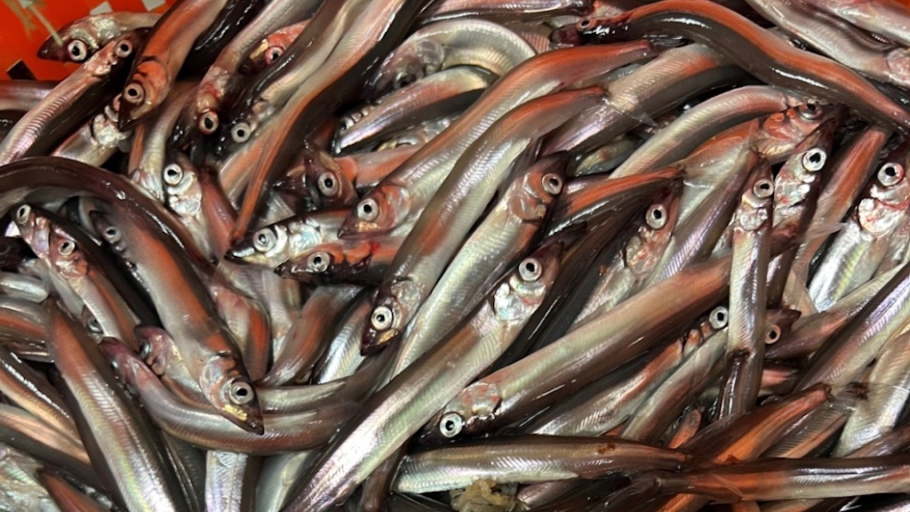 Read more about the article Zero TAC advised for 2024-25 capelin season – so far