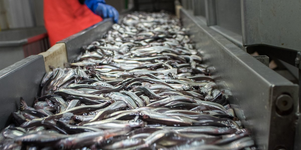 Read more about the article Capelin outlook below expectation