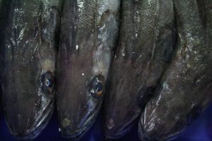 Northern hake quotas are up 10% for 2017 - @ Fiskerforum