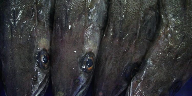Northern hake quotas are up 10% for 2017 - @ Fiskerforum