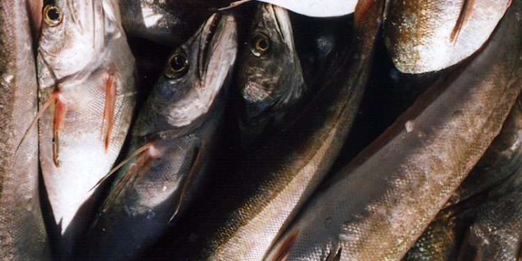 Hake are among the species that have made a successful comeback - @ Fiskerforum