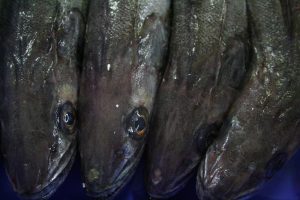 Hake is a protein source with a low environmental impact - @ Fiskerforum