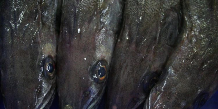 Hake is a protein source with a low environmental impact - @ Fiskerforum