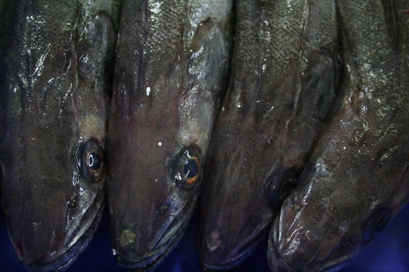 Read more about the article Hake – the low-impact option