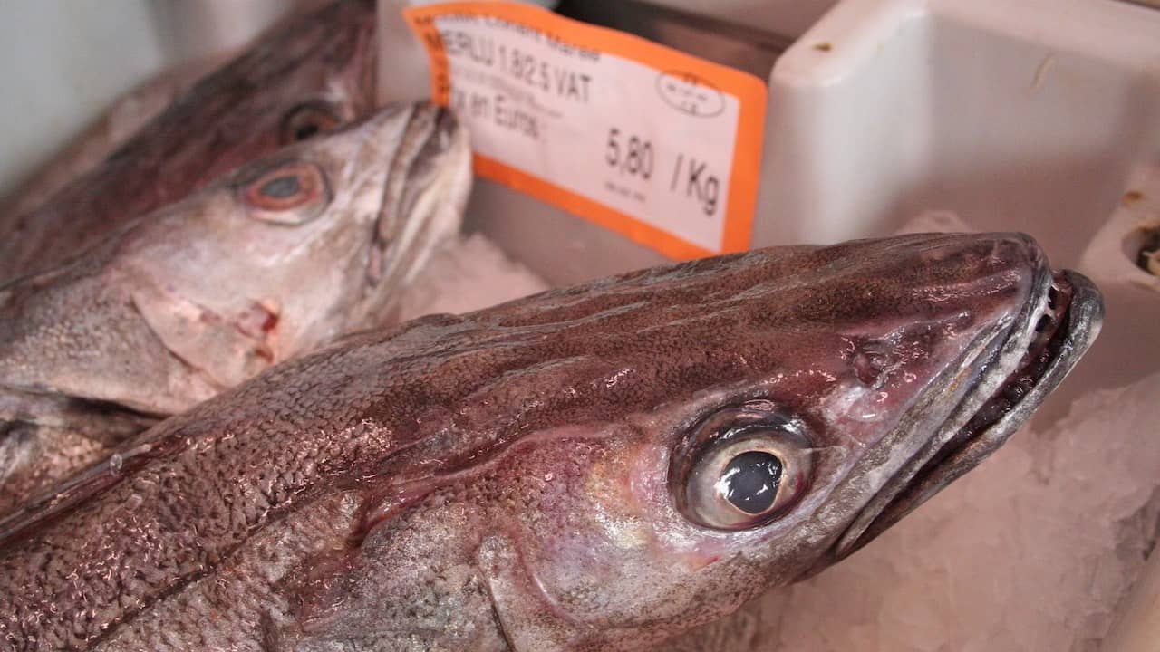 Read more about the article Commission proposes 2024 Atlantic, Kattegat and Skagerrak fishing opportunities