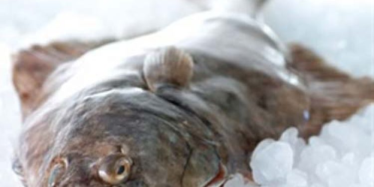 Strandby trawlers get a great catch of Halibut.  Photo: Halibut - Vònin - @ Fiskerforum