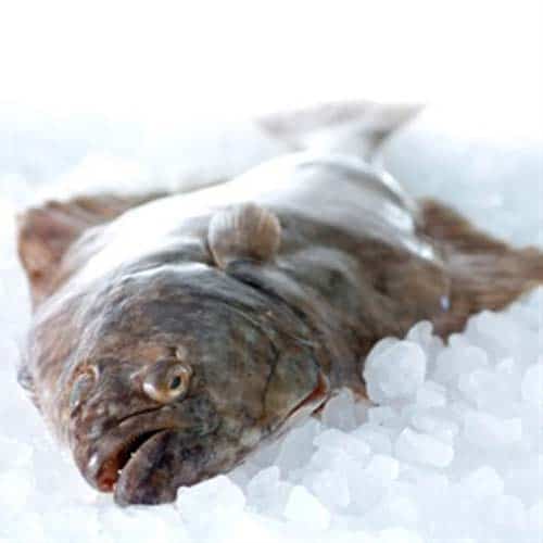 Read more about the article Strandby trawlers get a great catch of Halibut