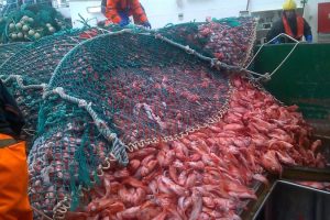 A bag of redfish - @ Fiskerforum