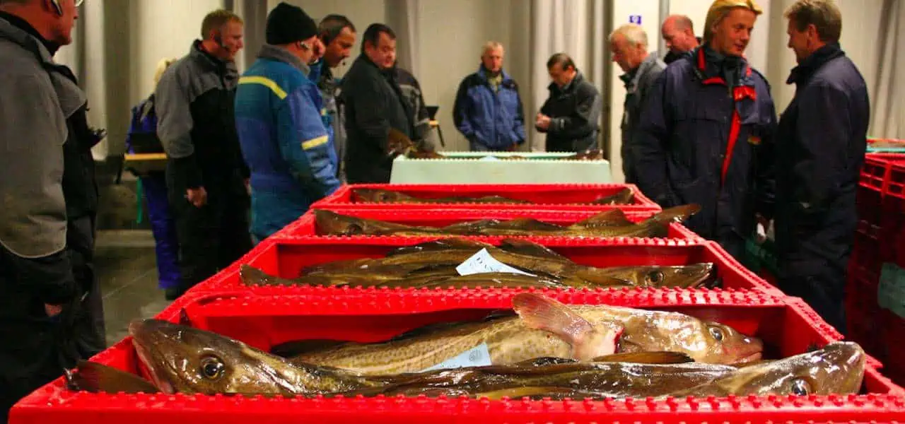Read more about the article Fishermen’s organisations slam North Sea cod decision