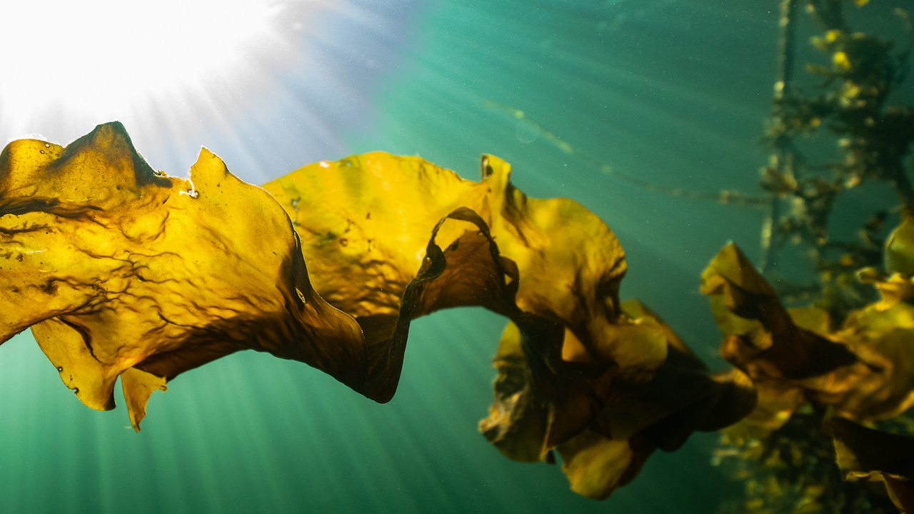 Read more about the article Making Danish seaweed a sustainable business