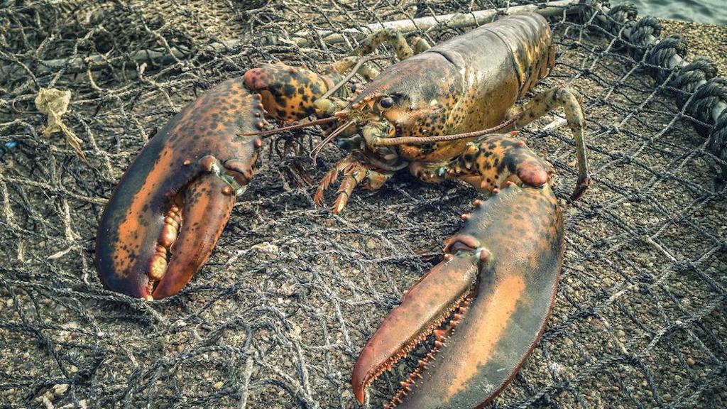 Read more about the article Watch out for invasive lobster species