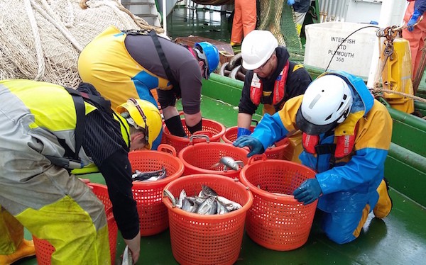 Read more about the article New approach herring survey to support fisheries management