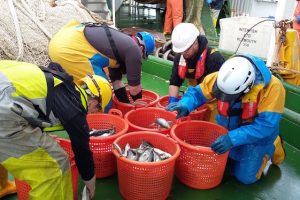 Herring survey - @ Fiskerforum