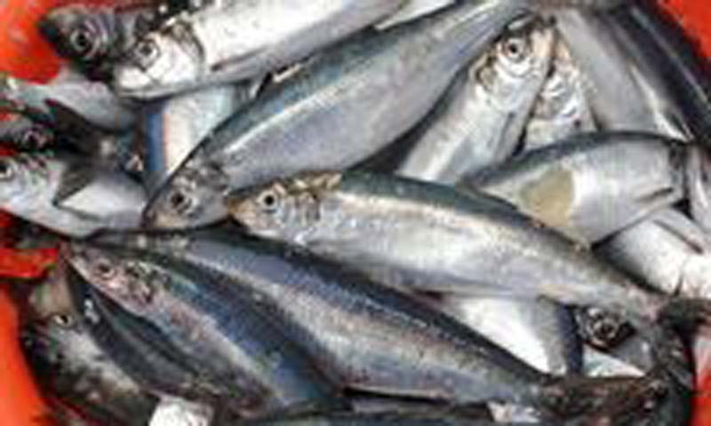 Read more about the article Commitment to sustainable seafood doubles in Northern Ireland