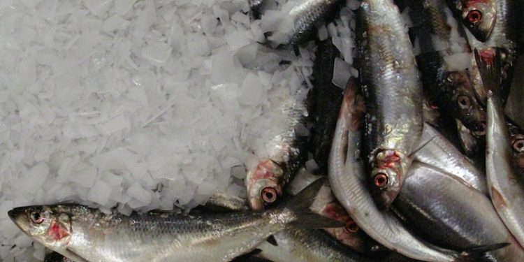 Atlanto-Scandian herring - @ Fiskerforum