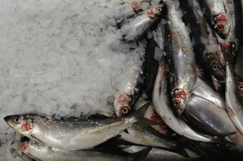 Read more about the article Iceland sets herring and blue whiting quotas