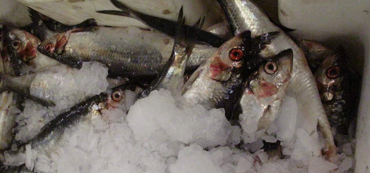 Read more about the article MSC: No agreement – No certification