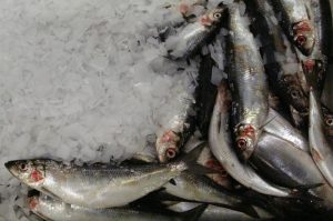 There has been heavy fishing on herring east of Iceland - @ Fiskerforum