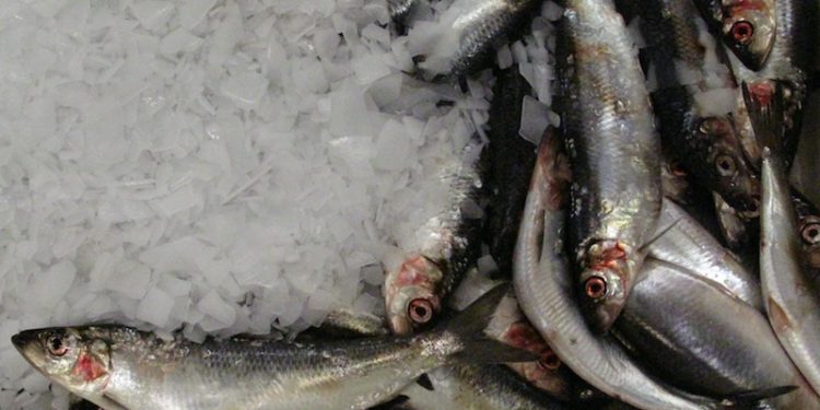 There has been heavy fishing on herring east of Iceland - @ Fiskerforum