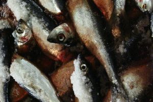 Norway has set its Atlanto-Scandian herring quota for 2019 - @ Fiskerforum