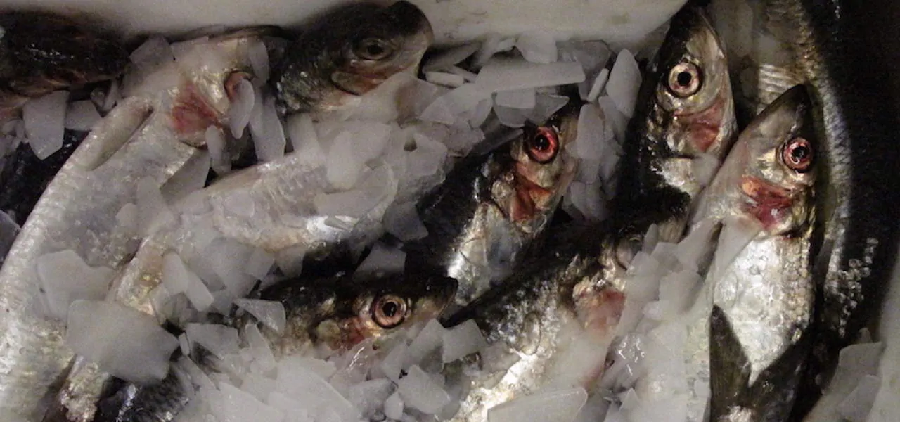 Read more about the article Blue whiting and Atlanto-Scandian herring TACs agreed