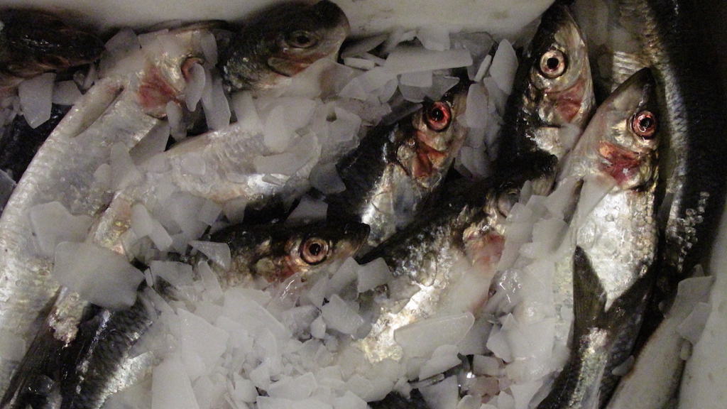 Read more about the article No progress towards agreement on Atlanto-Scandian herring