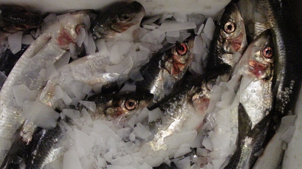 Read more about the article ICES proposes 2020 North Sea herring increase