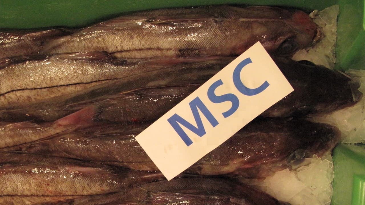Read more about the article Coastal cod and haddock certification back in place