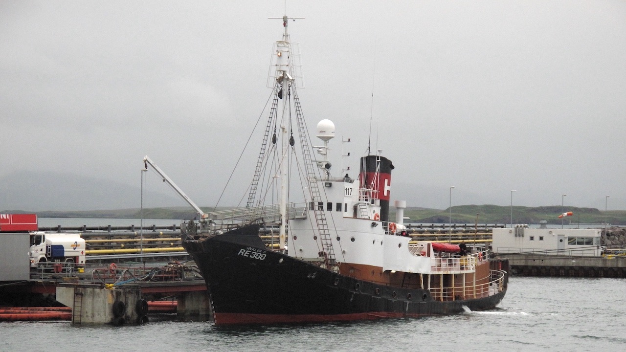 Read more about the article Iceland licenses continuing whale hunt
