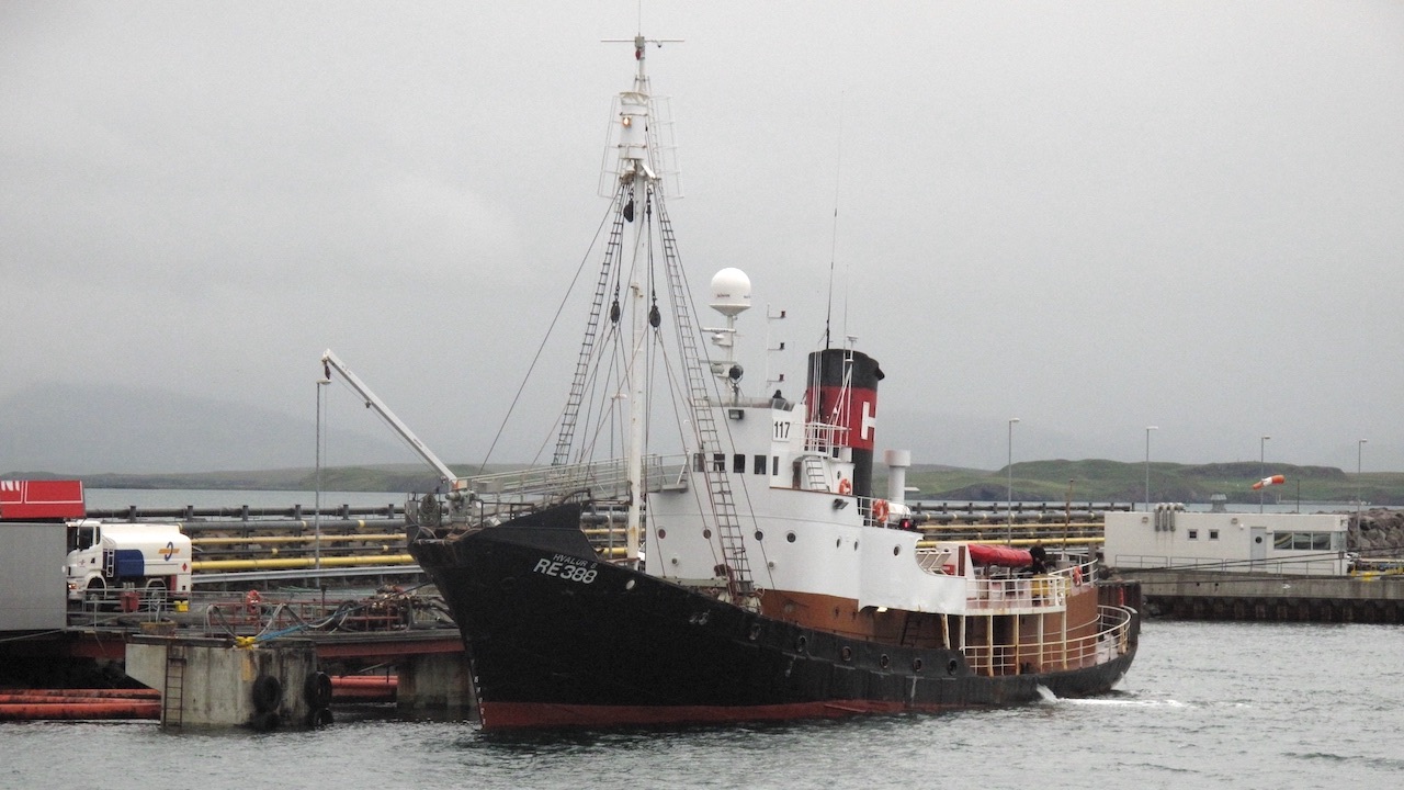 Read more about the article Iceland’s outgoing government licences five-year whale hunt