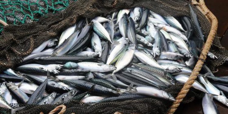 Mackerel - @ Fiskerforum