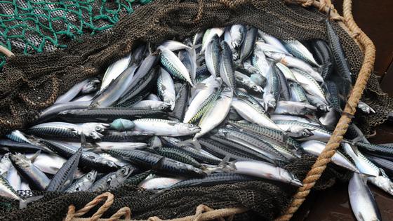 Read more about the article Advice up for mackerel, herring and blue whiting