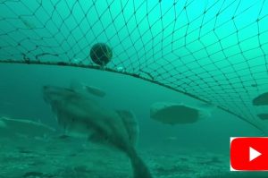 The reason for this particular flatfish video’s popularity remains unexplained - @ Fiskerforum