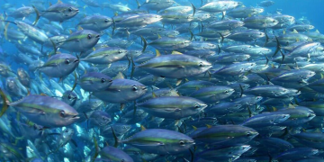 A decade of measurable progress in global tuna fisheries