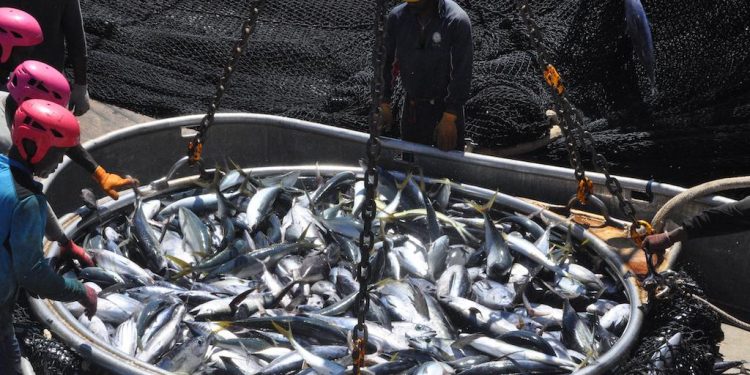 EU purse seine fishing deal extended - Cook Islands News