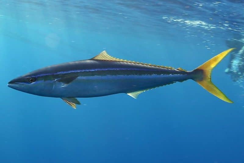 Read more about the article Some tuna stocks fail to meet minimum standards