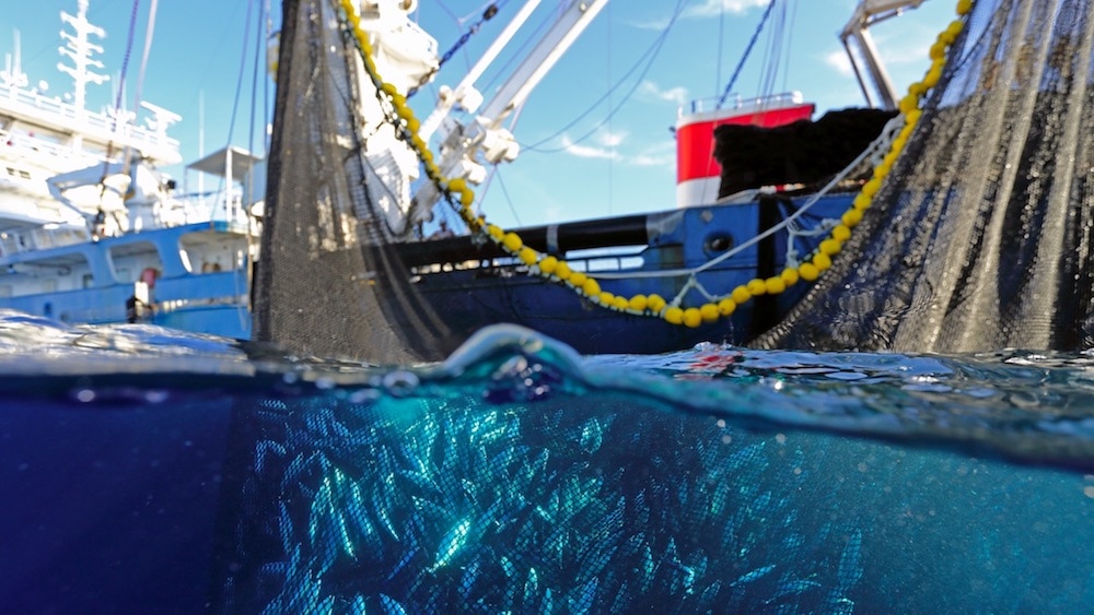 Read more about the article Acoustic innovation could single out target tuna species