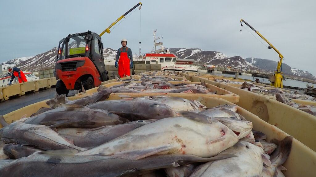 Read more about the article Iceland set to slash groundfish catches for 2022-23 quota year
