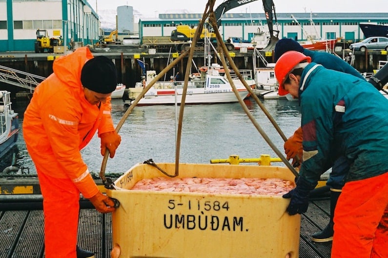 Read more about the article Auditor slams Iceland’s Directorate of Fisheries